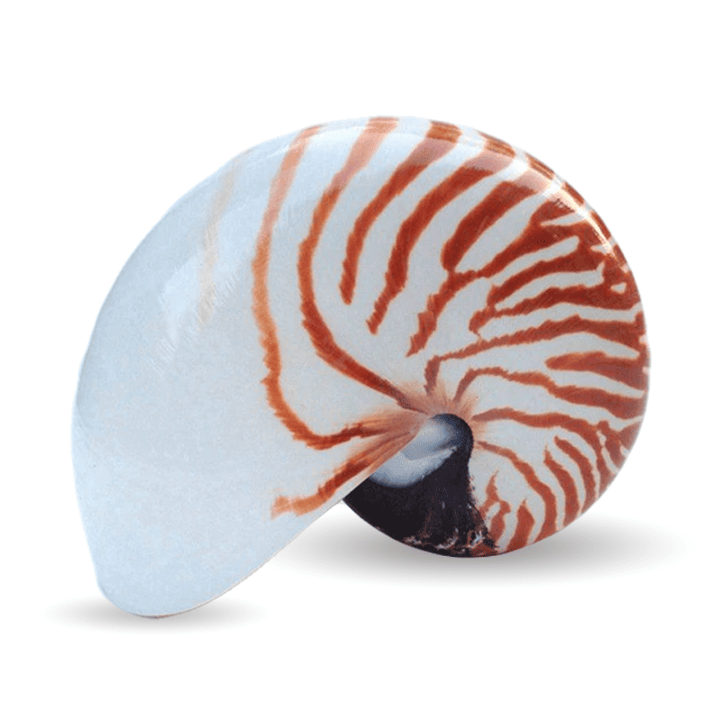 Muslinger Dekoration Nautilus