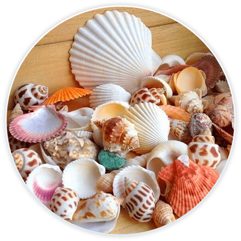 Muslingeskaller Dekoration Og Gds (100G)