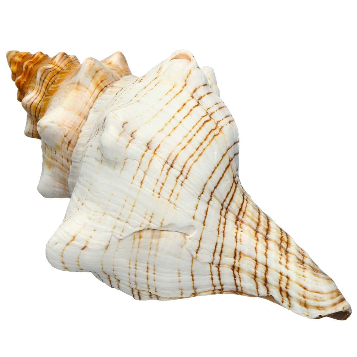 Muslingeskaller Til Pynt Dekoration Trapèze Horse Conch