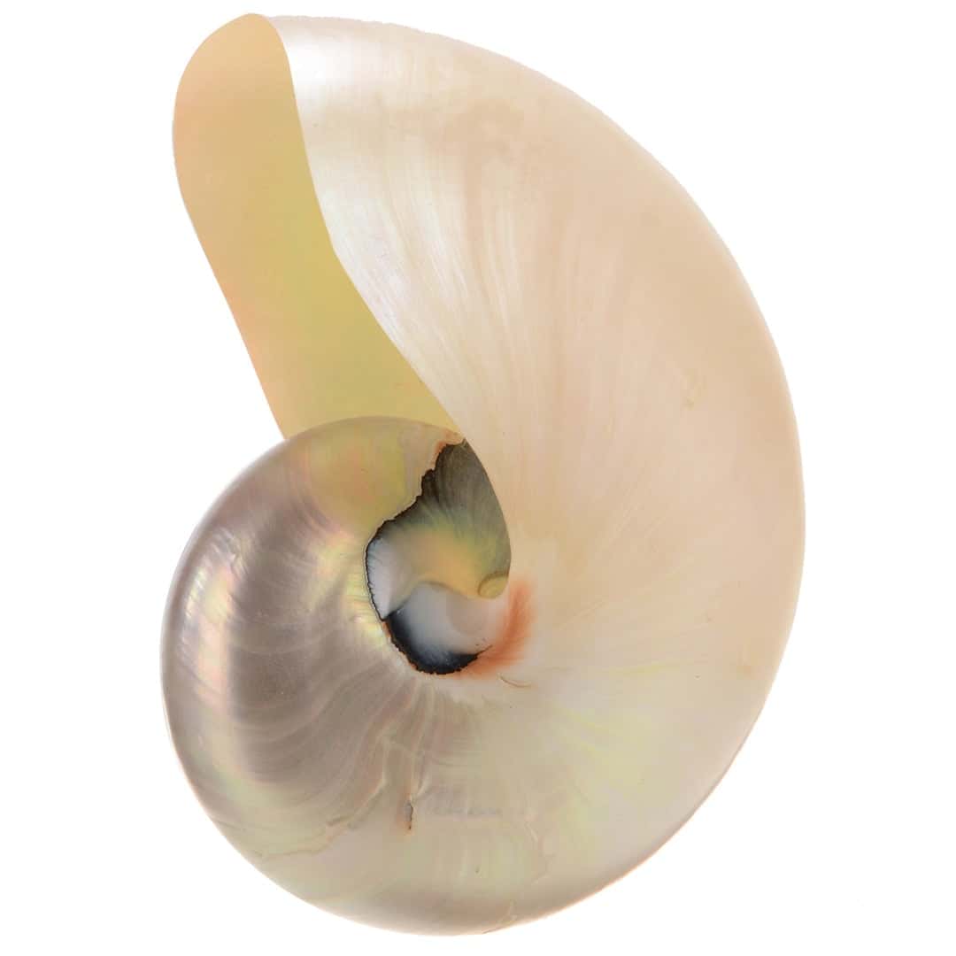 Muslinger Dekoration Stor Poleret Hvid Nautilus